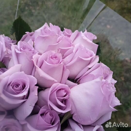 Свежие розы, Премиум розы из Эквадора