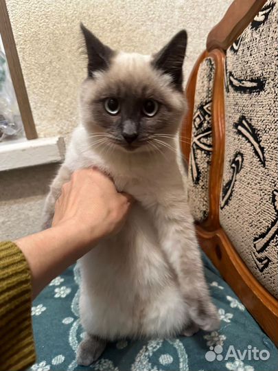 Котенок мальчик сиам
