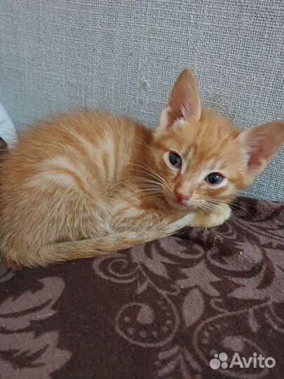 Котёнок бесплатно