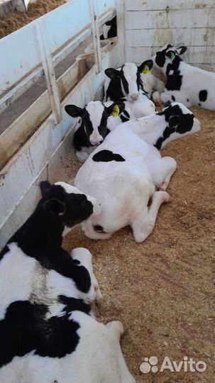 Телята бычки доставка с выбором