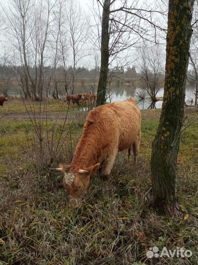 Коровы и телята
