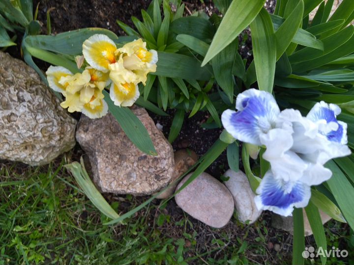 Карликовые ирисы