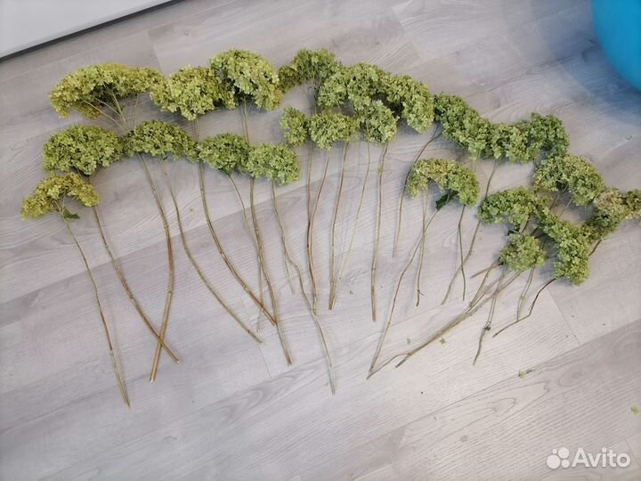 Гортензия сухоцвет