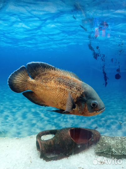 Аквариум с тумбой, рыбками оборудованием