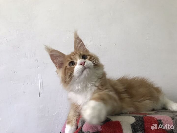 Котята мейн-кун