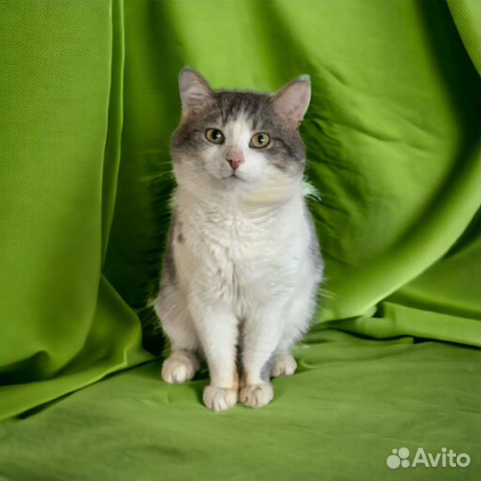 Ну очень ласковый кот