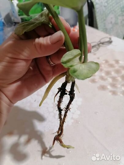 Папоротник птерис