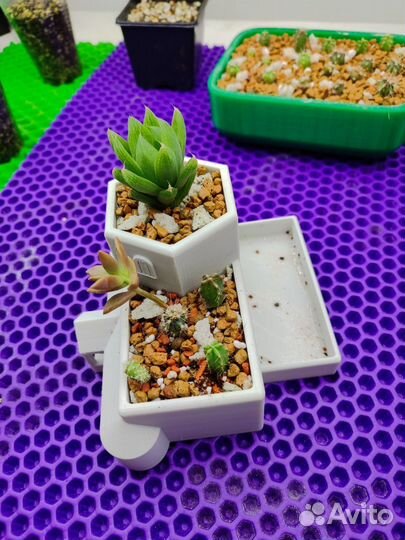 Флорариум(домик, кашпо) для суккулентов