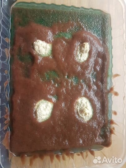 Культуры червей для кормления рыб