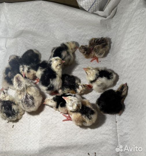 Ия + цыплята Легорн