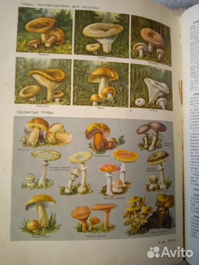 Энциклопедия редкая