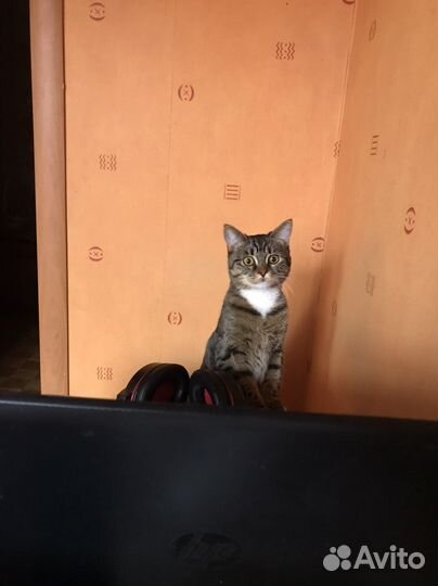 Кошки в добрые руки бесплатно