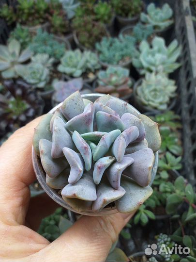 Эхеверии,пахифитумы,хавортии