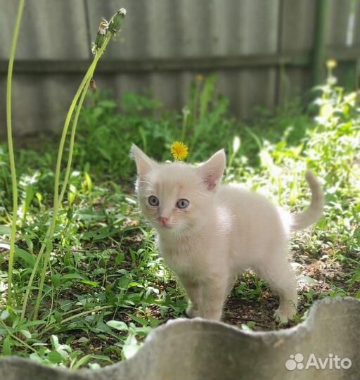 Котик в добрые руки