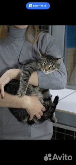 Молодой котик