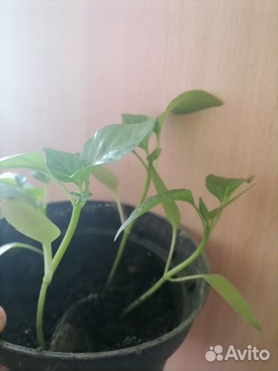 Рассада сладкого перца