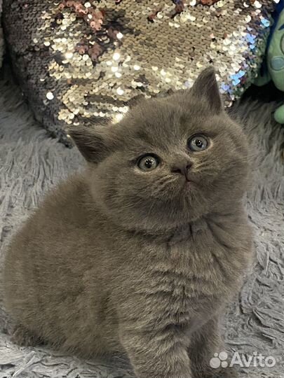 Британские котята