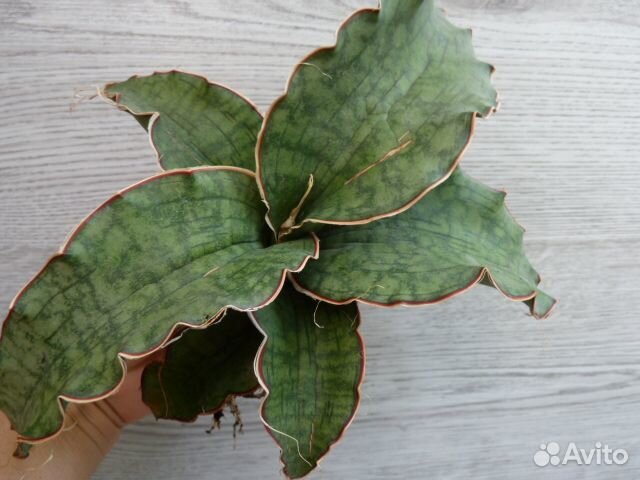 Сансевиерии и редкие домашние растения