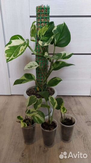 Эпипремнум