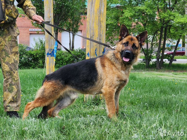 Кобель немецкой овчарки