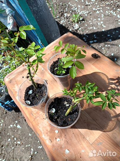 Розы плетистые саженцы