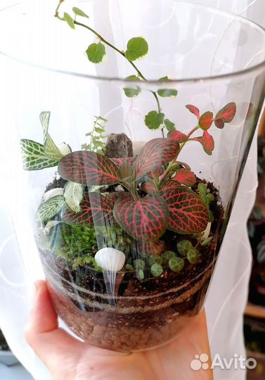 Флорариум Подарок