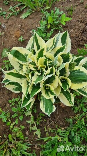 Хоста желтая, патриот, хенки пенки