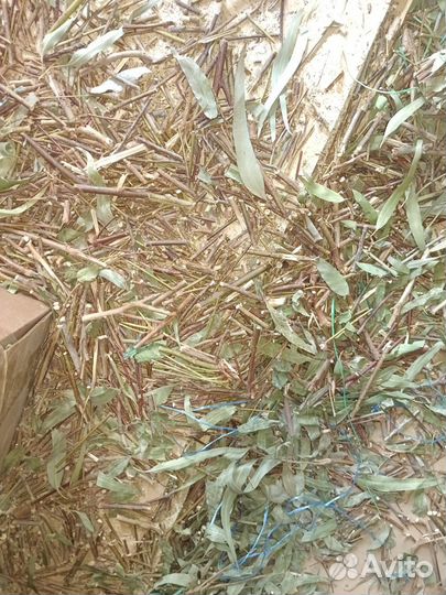 Листья эвкалипта, эвкалипт длиннолистый, веник чай