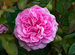 Роза английская Гертруда Джекилл (зкс, 1 год)