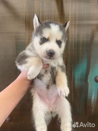 Щенки сибирской хаски
