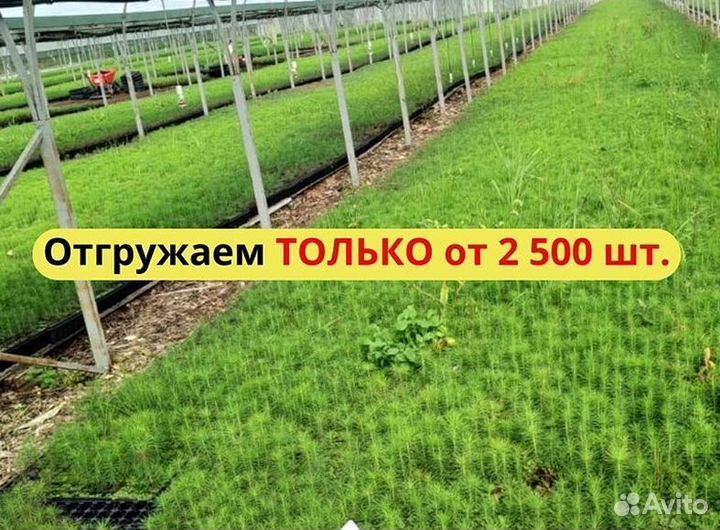 Саженцы сосны окс от производителя