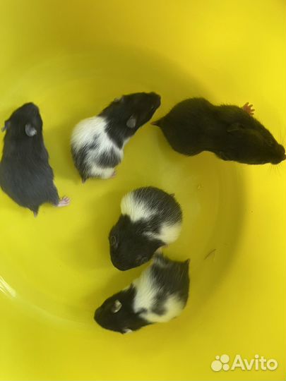 Сирийские хомяки. Ручные красавцы-малыши. Доставка