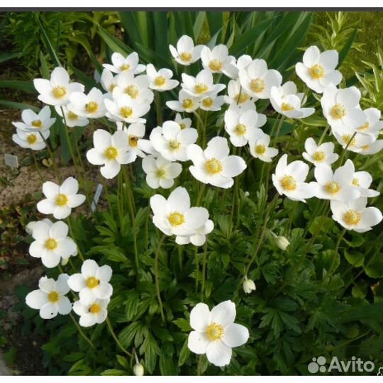 Цветы многолетник анемона розовая осенняя белая