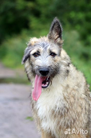 Отдам в добрые руки