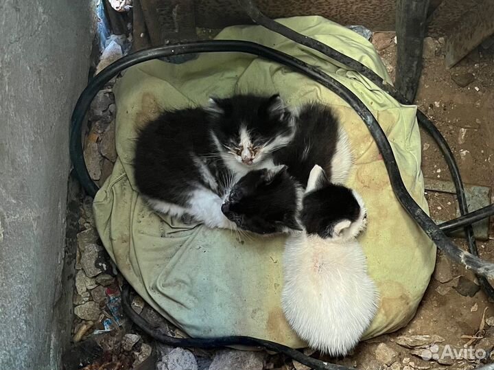 Бездомные котята