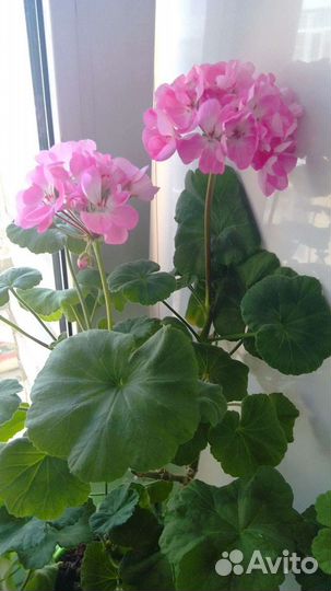 Герань пеларгония