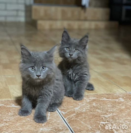 Котята мейкуны продажа