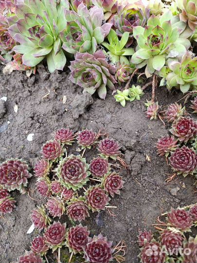 Мини каменная роза