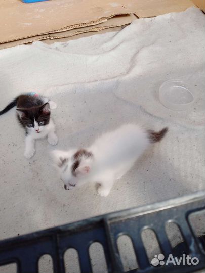 Котята в добрые руки бесплатно