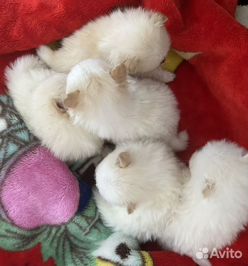 Щенки померанского шпица
