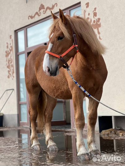 Лошадь советская тяжеловозная кобылка