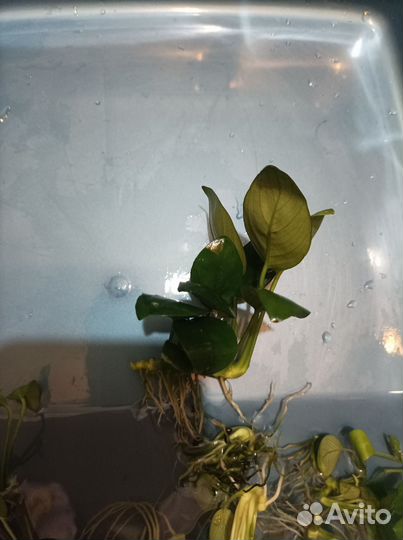 Аквариумные растения анубиас