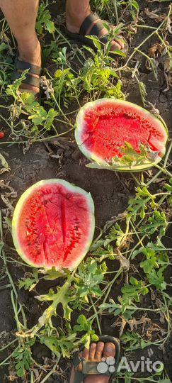 Арбузы