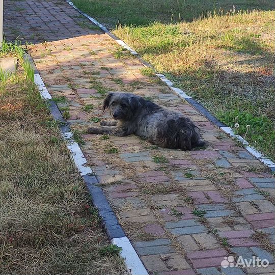 3 собаки в добрые руки