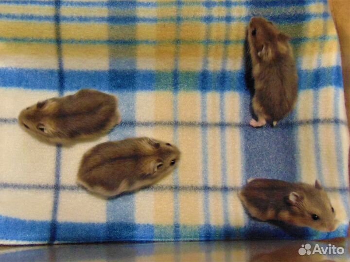 Джунгарские хомяки разноцветные - питомник, клетки