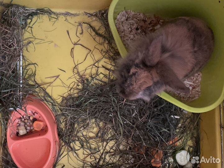 Декоративный кролик с клеткой