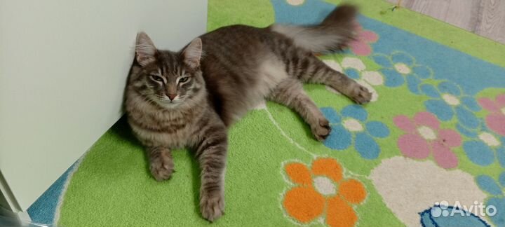 Кот в добрые руки