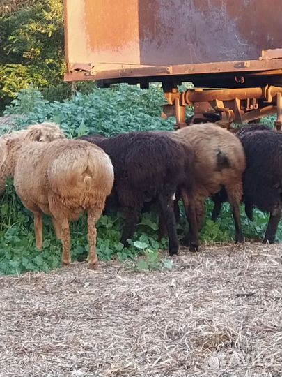 Баран на племя