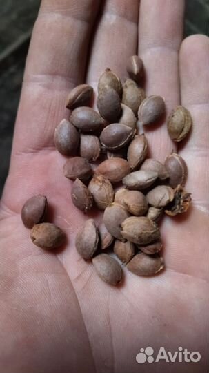 Косточка Алычи