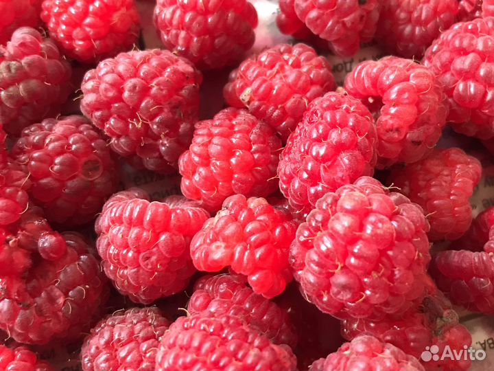 Продам свежую малину бабе лето оптом
